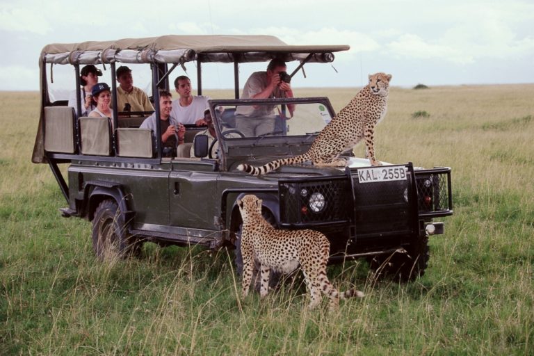 Kenya Safari Experience